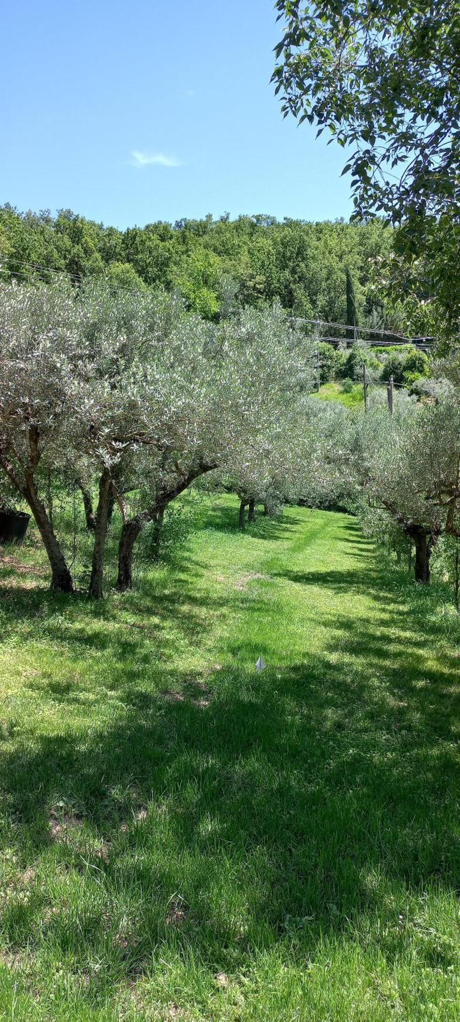 Domus Antiqua Bed & Breakfast Spello Exterior foto